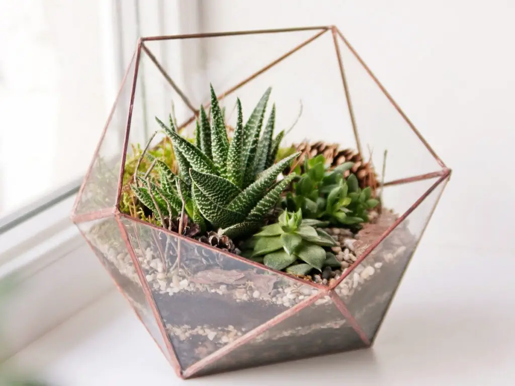 Mini jardim de suculentas em terrário de vidro geométrico