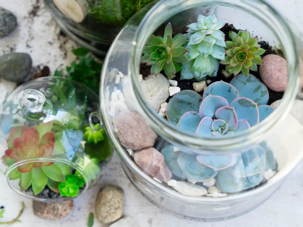 Mini jardim de suculentas em vasos de vidro de diferentes tamanhos