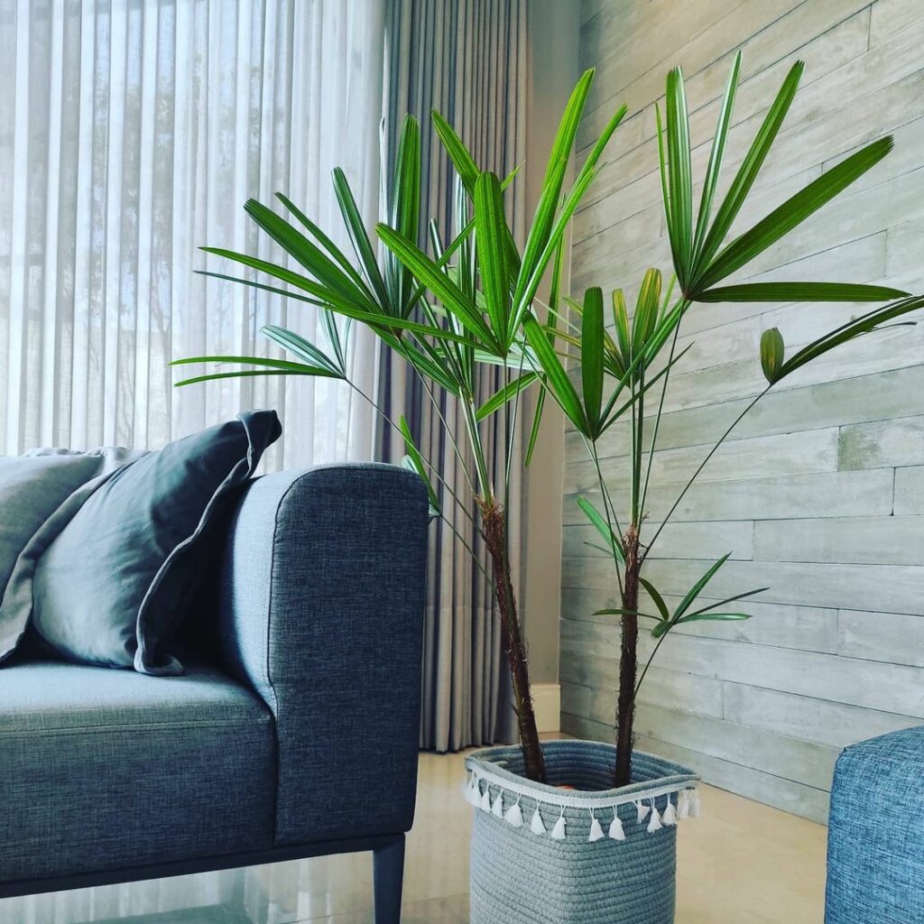Palmeira Ráfia - plantas para apartamento