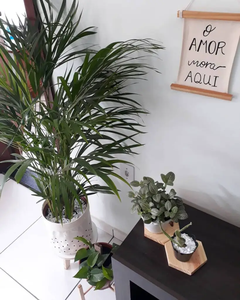 Bambu Areca - plantas para apartamento