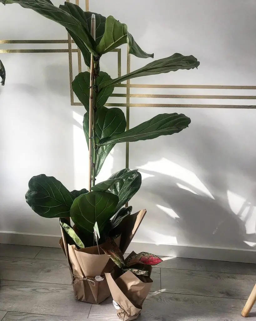 Ficus Lyrata - plantas para apartamento