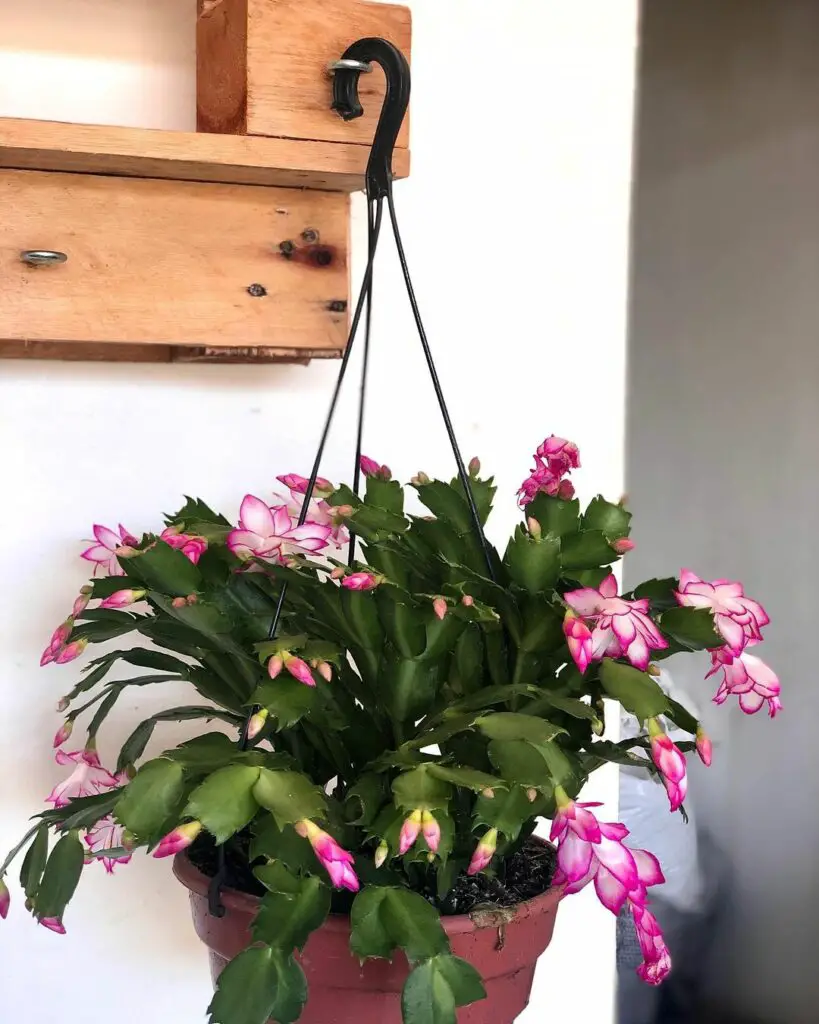 Flor de Maio - plantas para apartamento