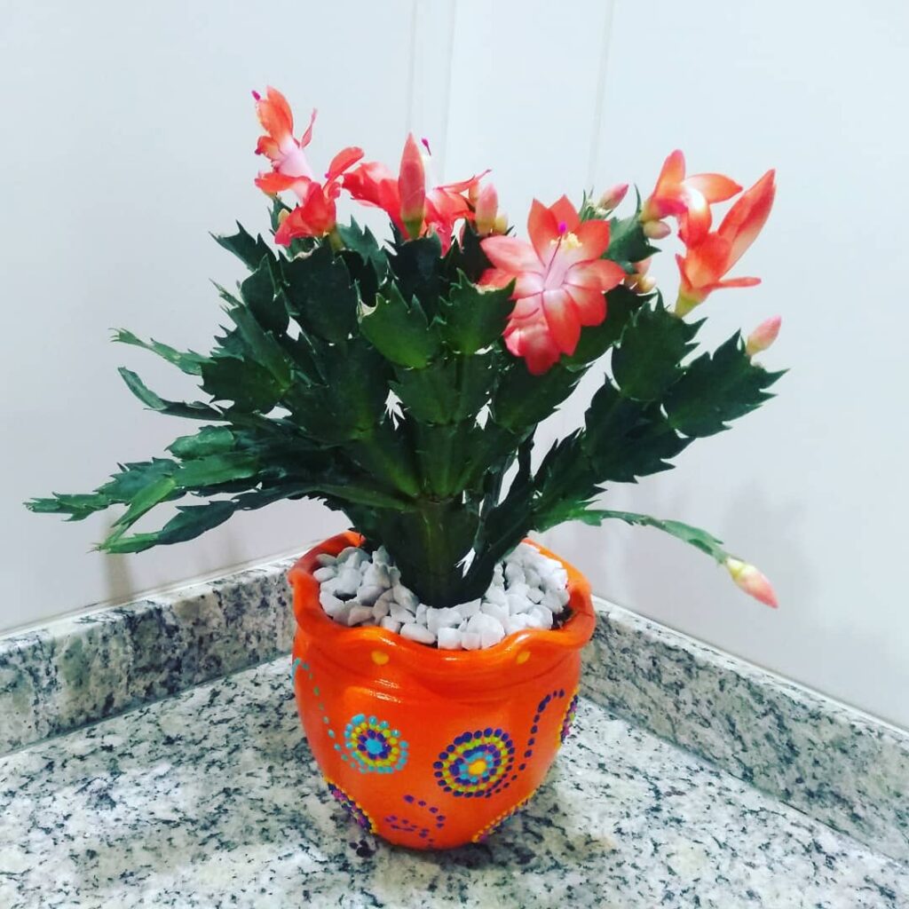 Flor de Maio - plantas para apartamento