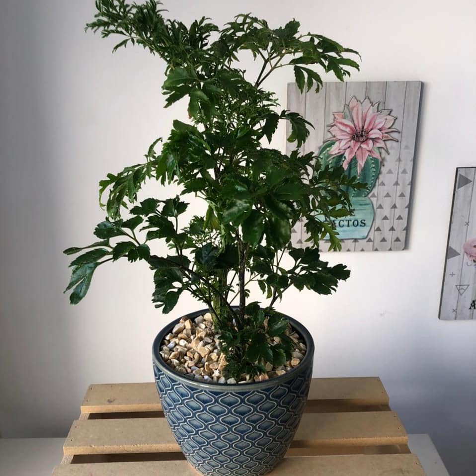 Árvore da felicidade - plantas para apartamento