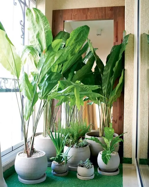 Ciclanto - plantas para apartamento