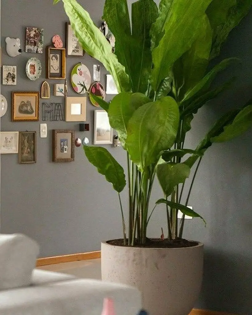 Ciclanto - plantas para apartamento