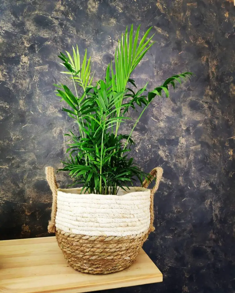 Palmeira Areca - plantas para apartamento
