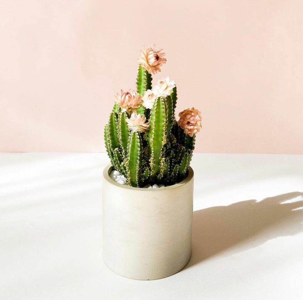 Cactus - plantas para apartamento