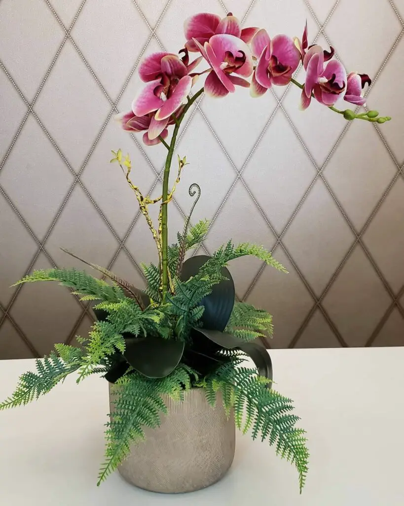 Orquídea - plantas para apartamento