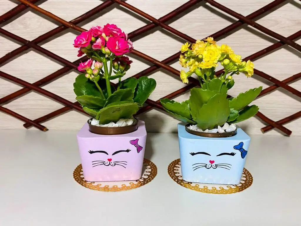 Decoração com flor-da-fortuna em vasos