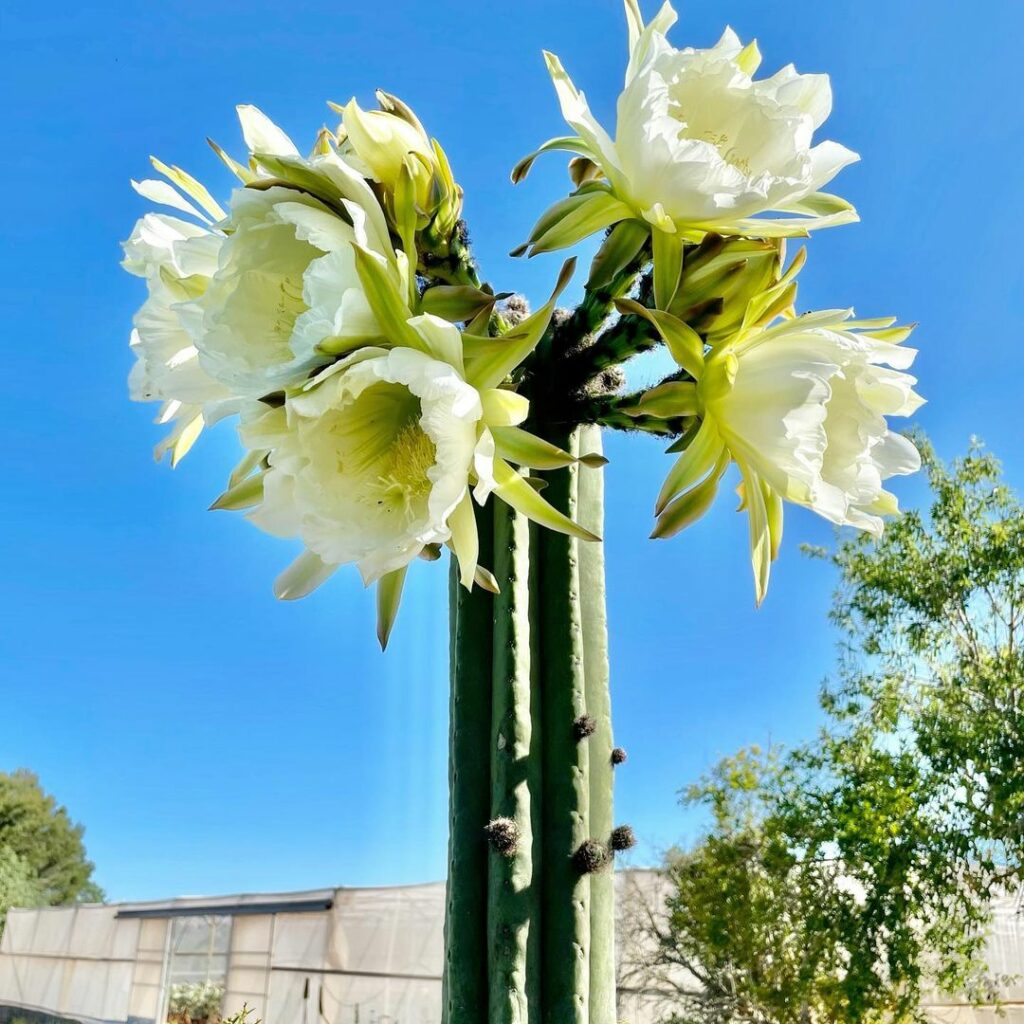 Cacto San Pedro (Echinopsis pachanoi)