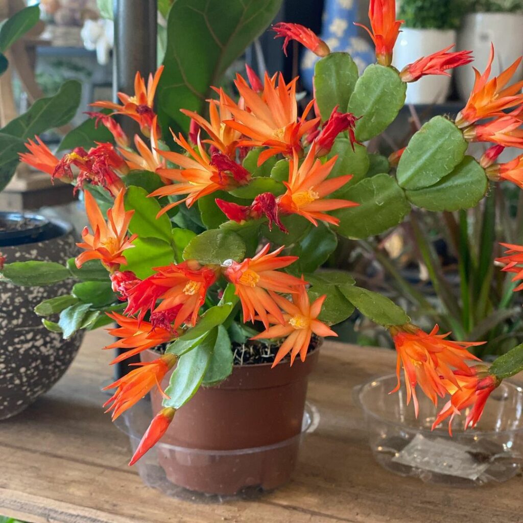 Flor de outubro (Rhipsalidopsis gaertneri regel)