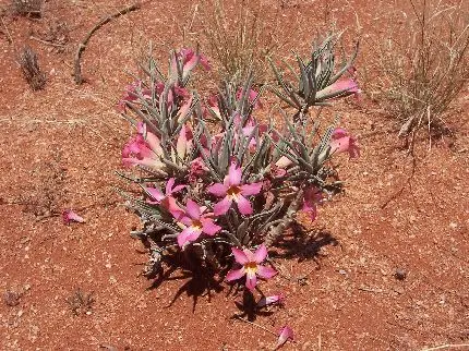 rosa do deserto Adenium oleifolium
