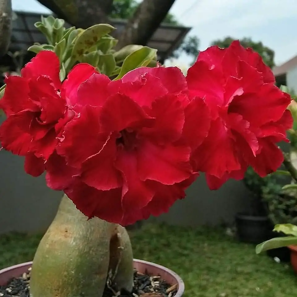 rosa do deserto Adenium swazicum
