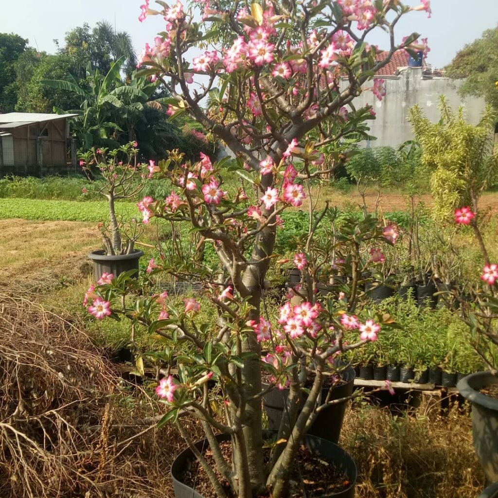 rosa do deserto Adenium somalense
