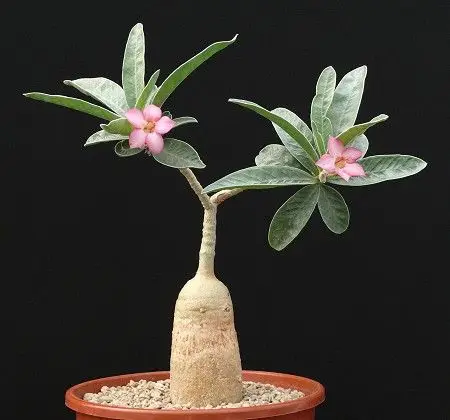 rosa do deserto Adenium oleifolium
