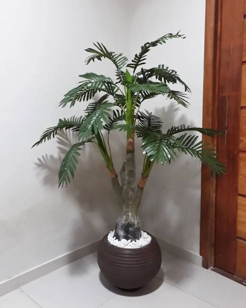 Tipos de palmeiras ornamentais