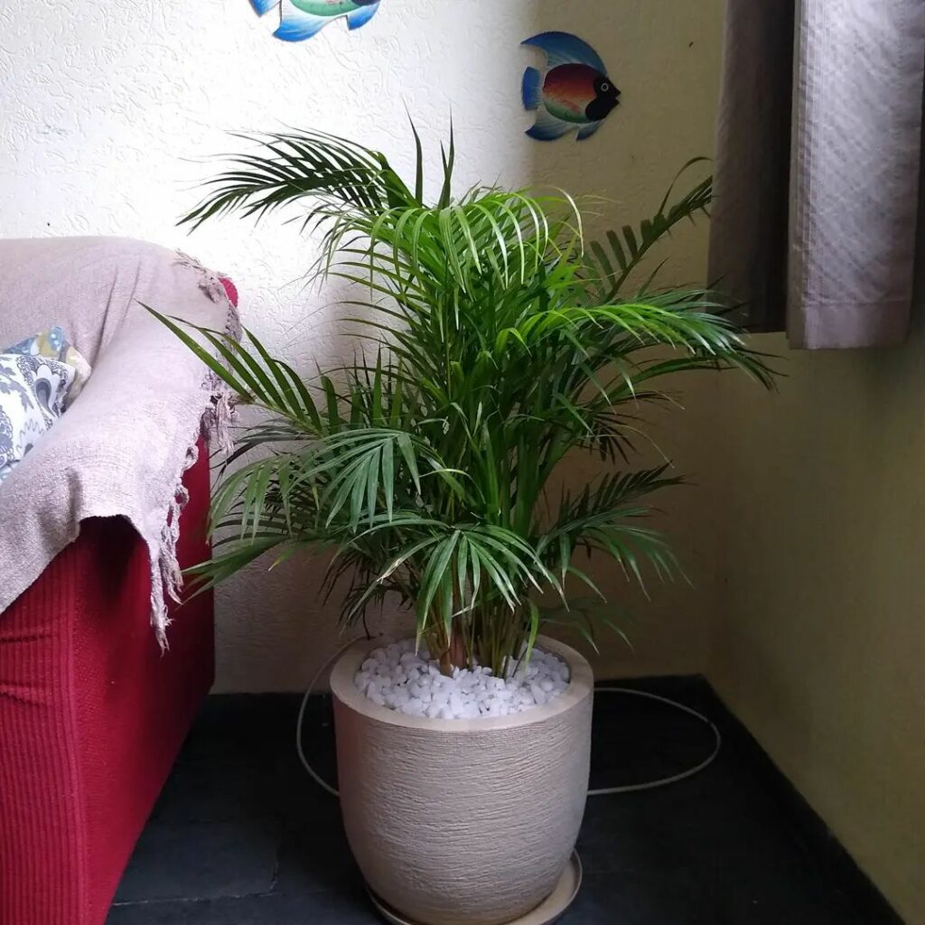 Tipos de palmeiras para vaso