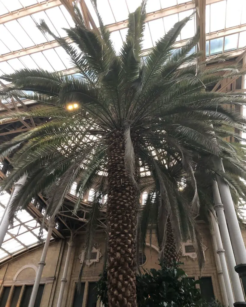Tipos de palmeiras 