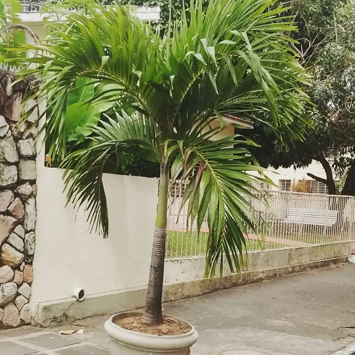 Tipos de palmeiras 