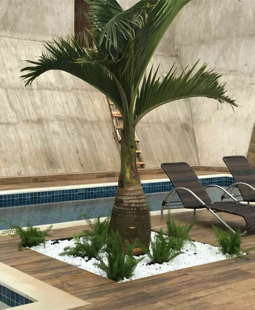 Tipos de palmeiras para jardins residenciais